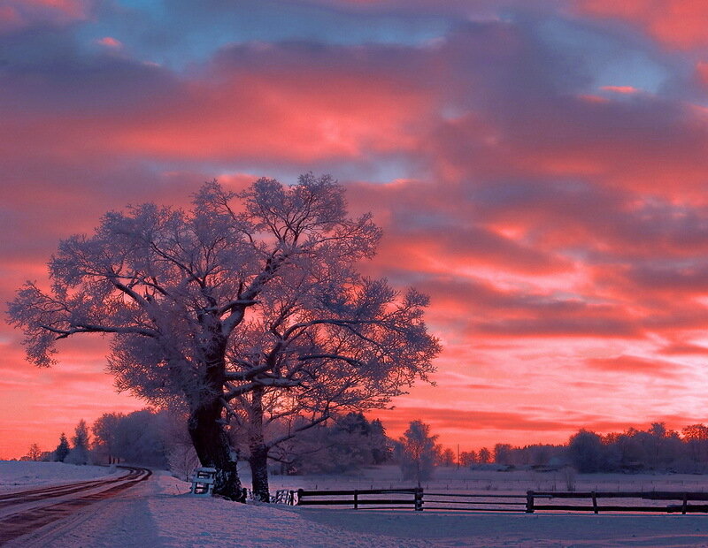 Frost-covered Tree — Red