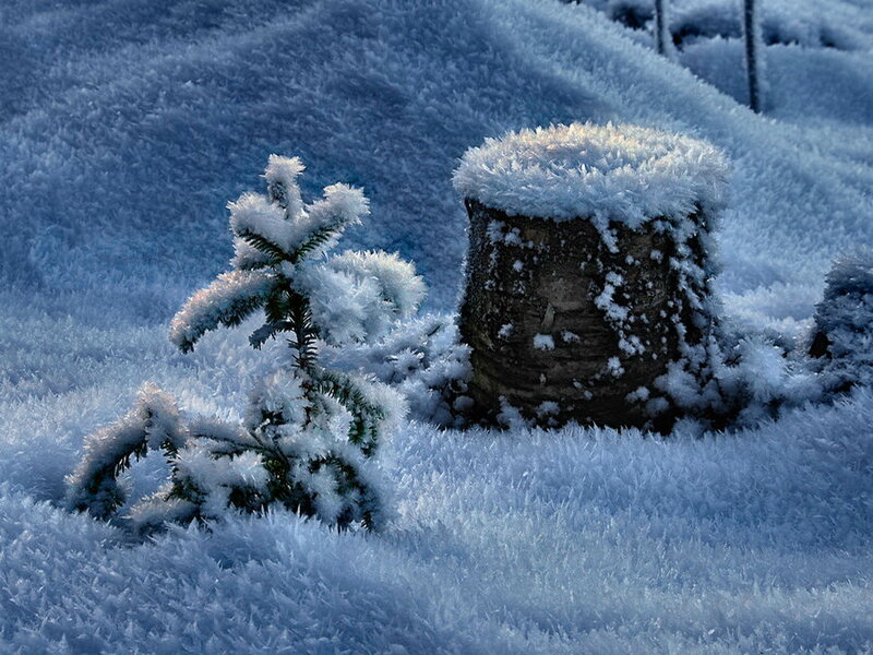 Frost-covered Tree Stump — Blue