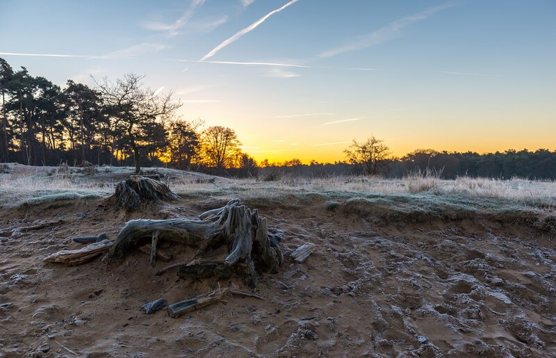 Frost-covered Tree Stump — Brown