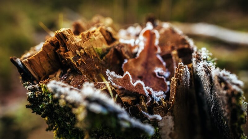 frost-covered tree stump