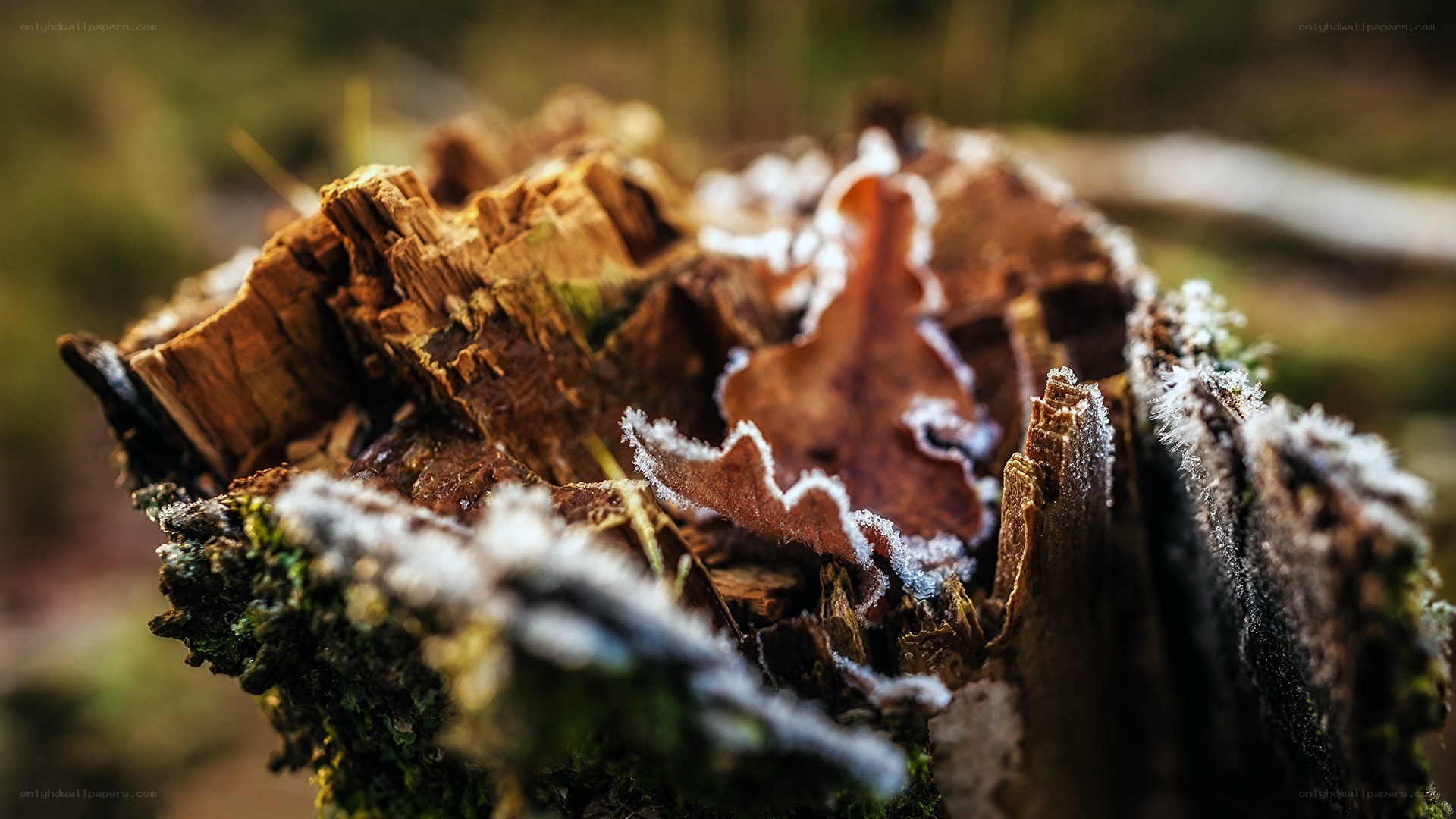 frost-covered tree stump