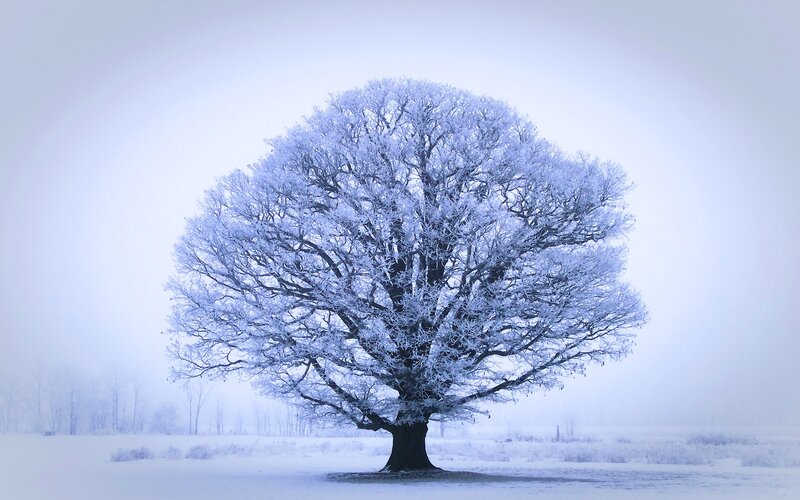 Frost-covered Tree