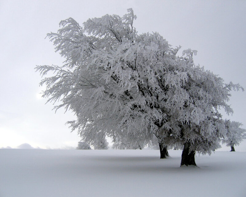 Frost-covered Tree — Trees