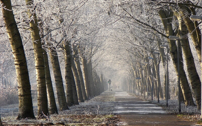 Frost-covered Tree Tunnel
