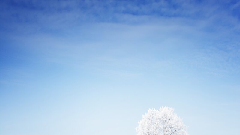 Frost-covered tree under blue sky