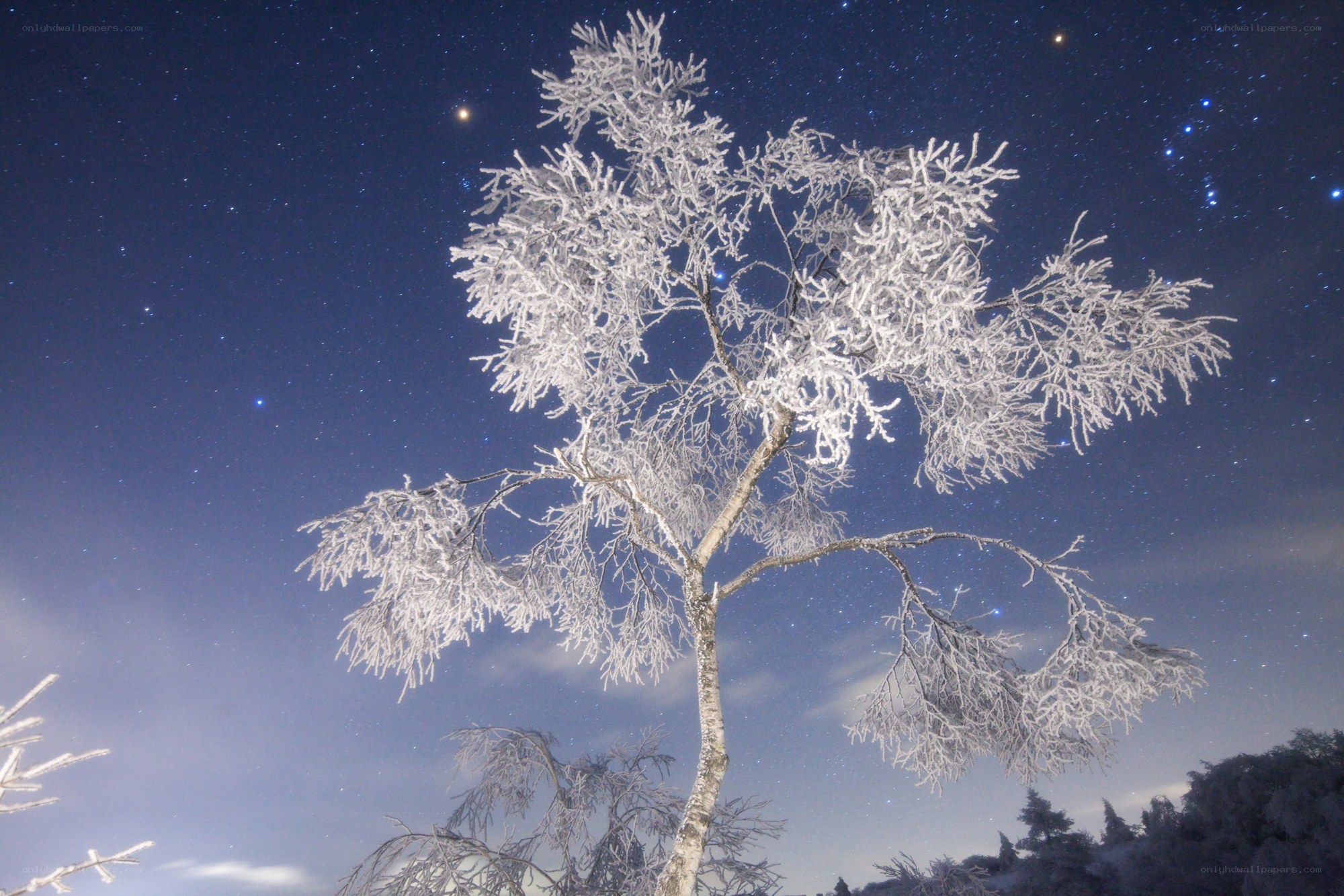 Frost-covered tree under stars