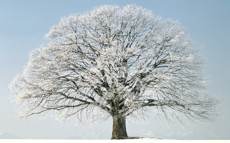 Frost-covered Tree — White, Blue
