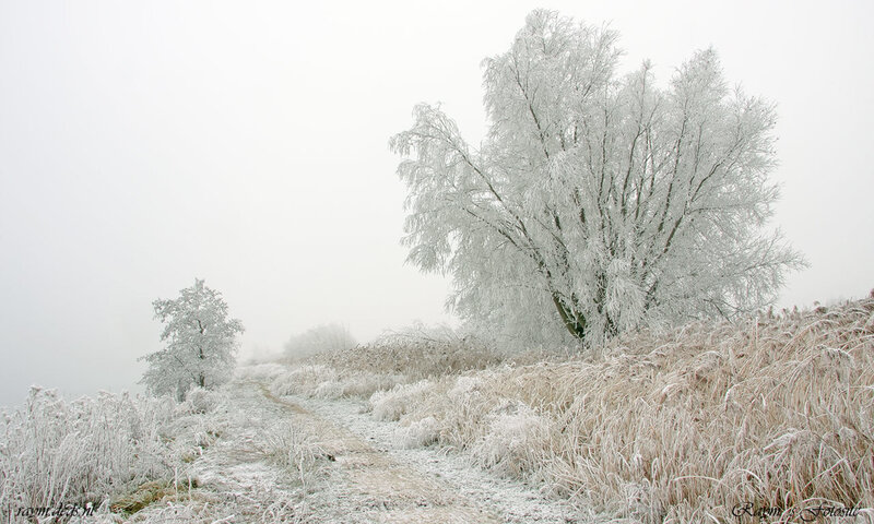 Frost-covered Tree — White, Cold