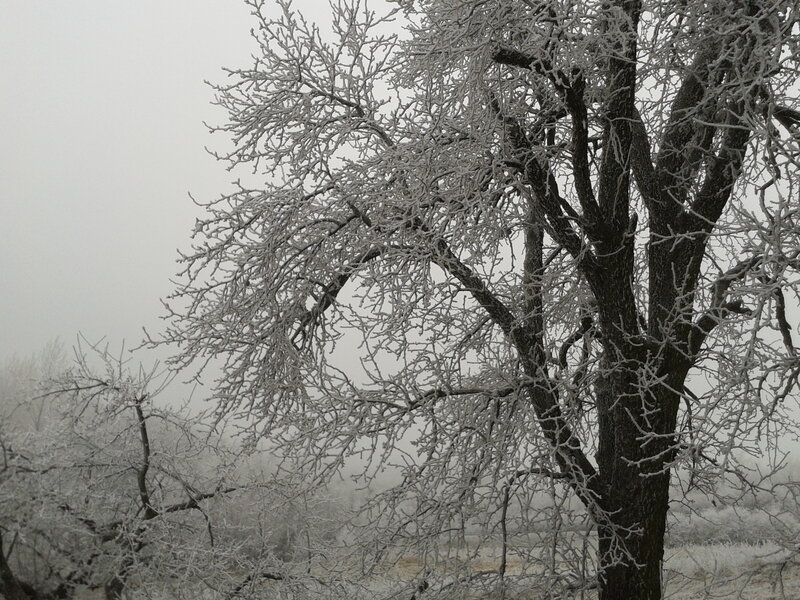 Frost-covered Tree — White, Cold, Winter, Photograph, Frost, Sky