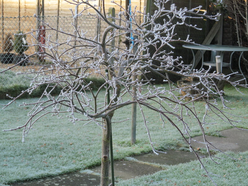 Frost-covered Tree — White, Cold, Winter, Photograph, Frost