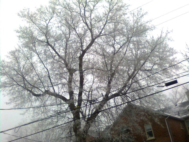 Frost-covered Tree — White, Cold, Winter, Photograph, Power Lines