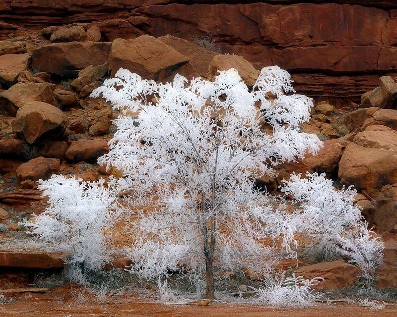 Frost-covered Tree — White, Cold, Winter, Photograph, Rock Formations