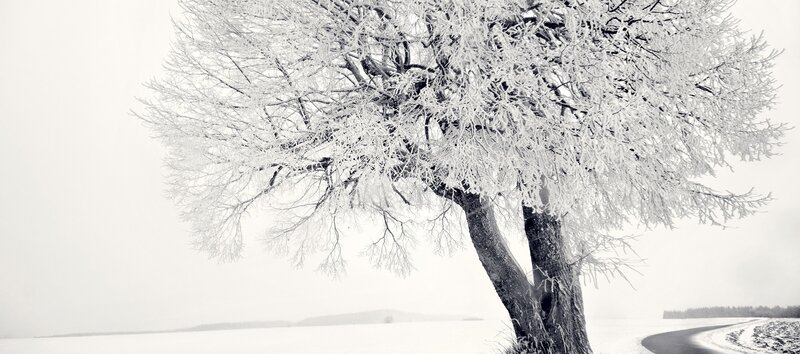 Frost-covered Tree — White, Cold, Winter, Photograph, Snow, Road