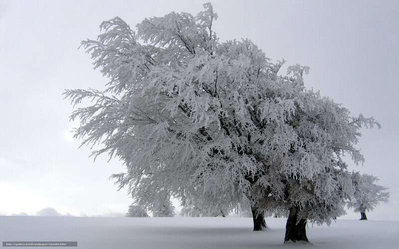 Frost-covered Tree — White, Cold, Winter, Photograph, Snow, Sky