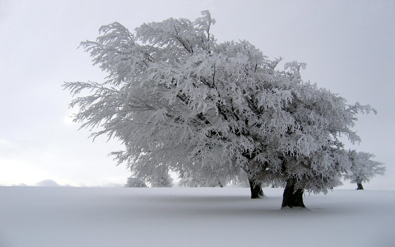 Frost-covered Tree — White, Cold, Winter, Photograph, Snow, Sky, Trees