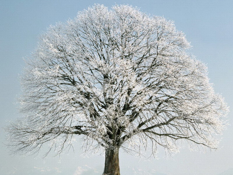 Frost-covered Tree — White, Cold, Winter, Photograph