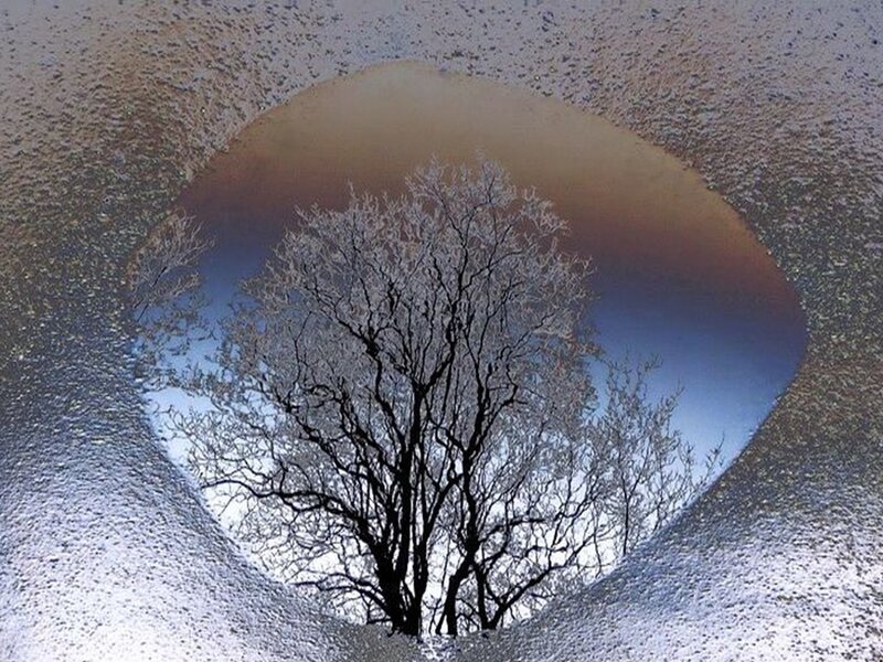 Frost-covered Tree — White, Cold, Winter