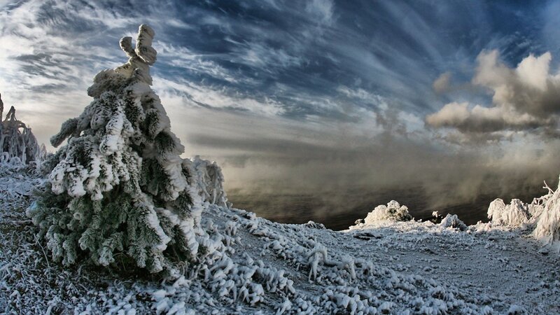 Frost-covered Tree — White, Dramatic