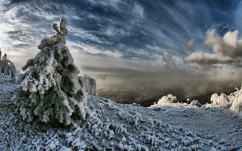 Frost-covered Tree — White, Dramatic, Winter, Photograph, Snow