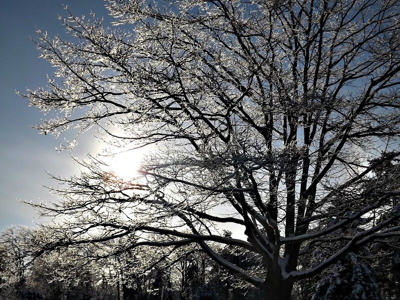 Frost-covered Tree — White, Dramatic, Winter, Photograph, Sun, Sky