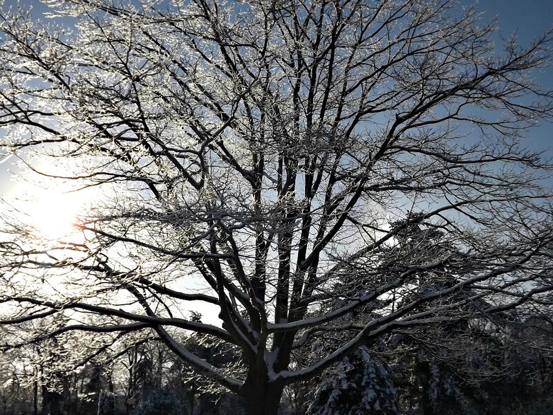 Frost-covered Tree — White, Dramatic, Winter, Photograph, Sun