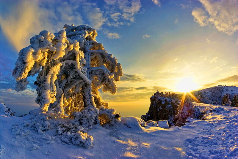 Frost-covered Tree — White, Dramatic, Winter, Photograph