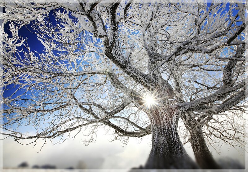 Frost-covered Tree — White, Dramatic, Winter