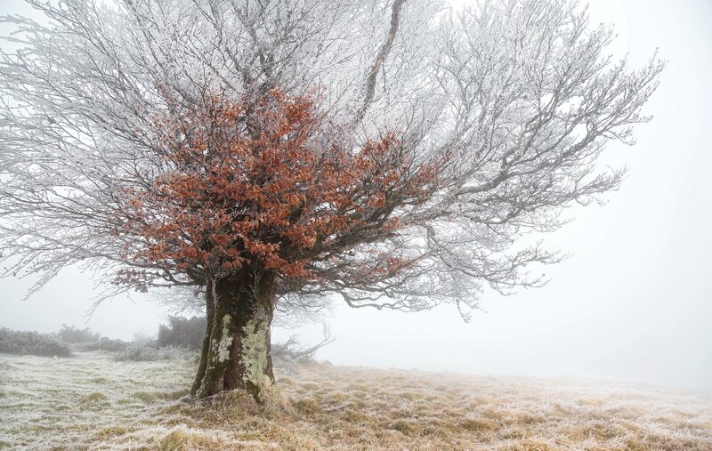 Frost-covered Tree — White, Misty