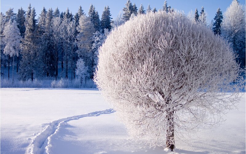 Frost-covered Tree — White, Photograph
