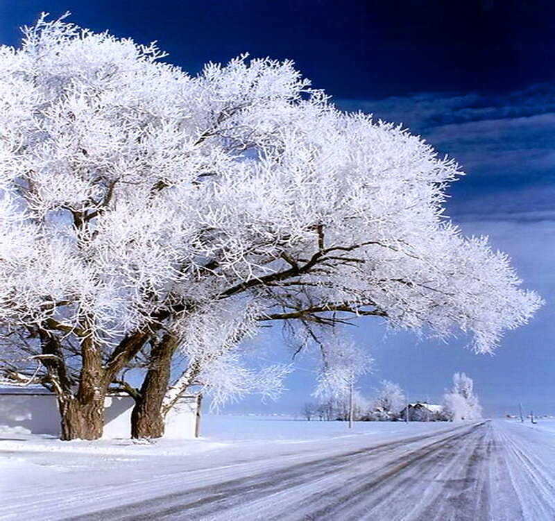 Frost-covered Tree — White, Serene