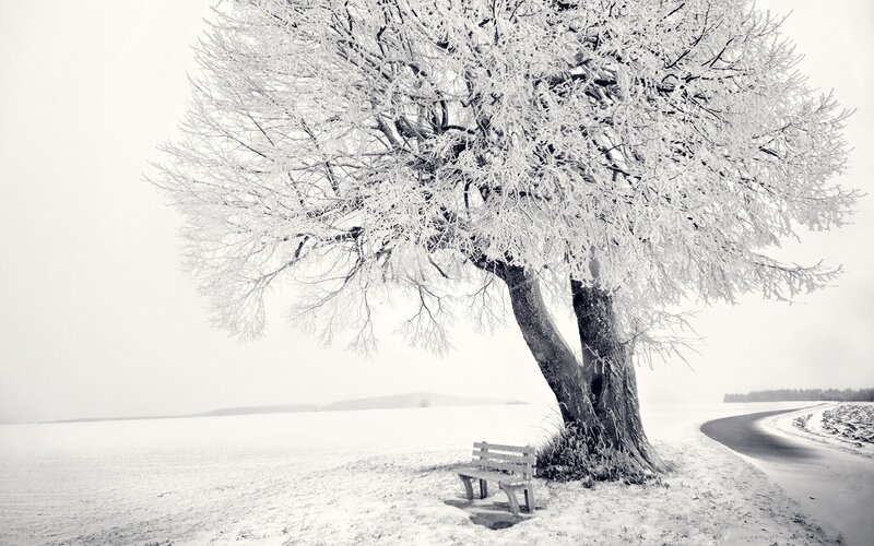 Frost-covered Tree — White, Serene, Winter, Photograph, Bench, Road
