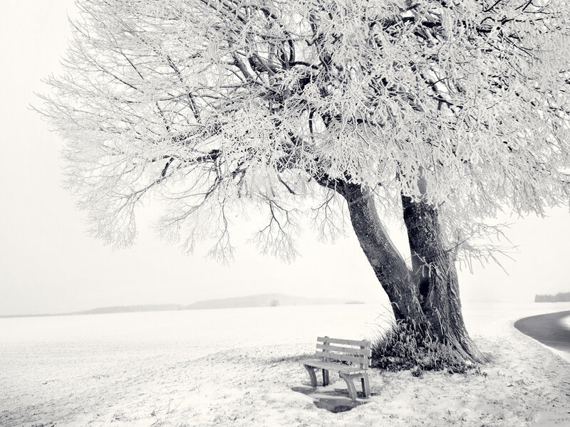 Frost-covered Tree — White, Serene, Winter, Photograph, Bench
