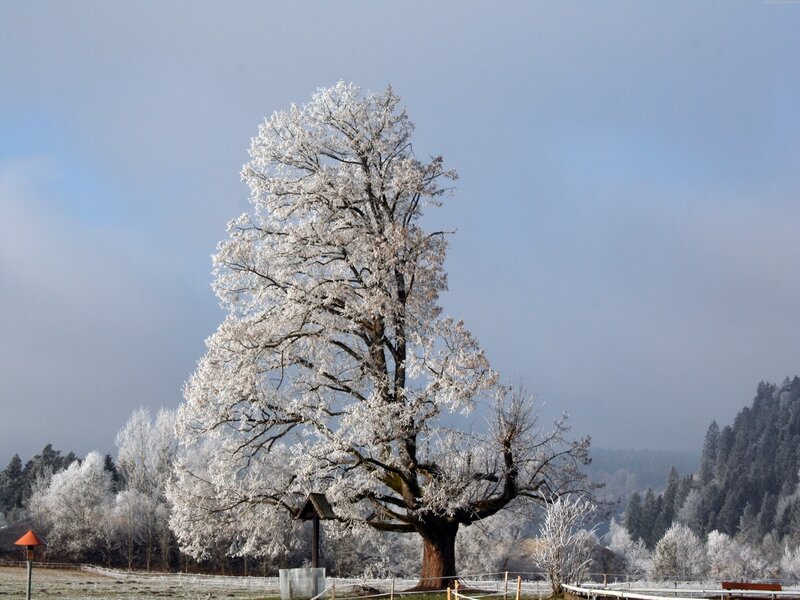 Frost-covered Tree — White, Serene, Winter, Photograph, Fence
