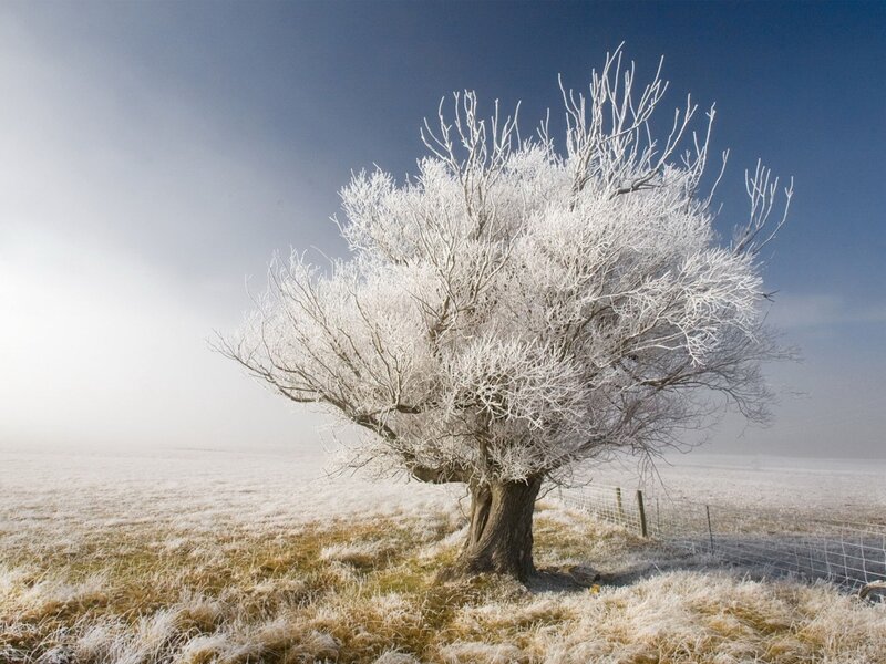 Frost-covered Tree — White, Serene, Winter, Photograph, Field, Fog, Sky