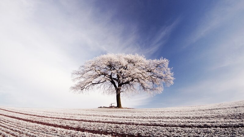 Frost-covered Tree — White, Serene, Winter, Photograph, Field, Sky, Clouds