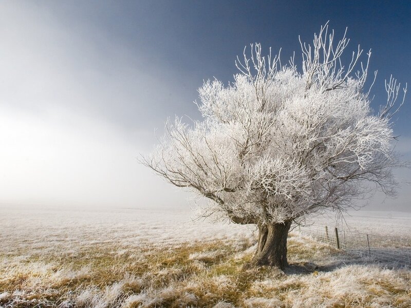 Frost-covered Tree — White, Serene, Winter, Photograph, Field