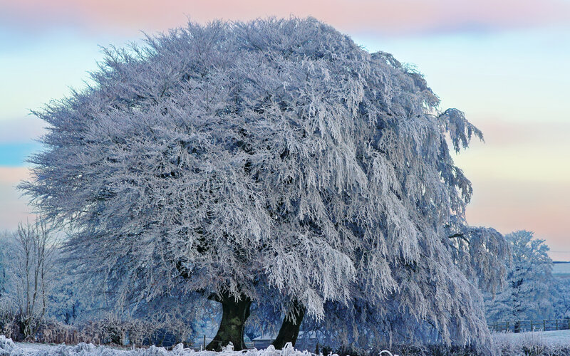 Frost-covered Tree — White, Serene, Winter, Photograph, Frost