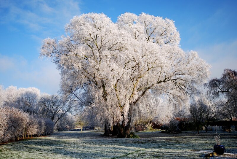 Frost-covered Tree — White, Serene, Winter, Photograph, Grass