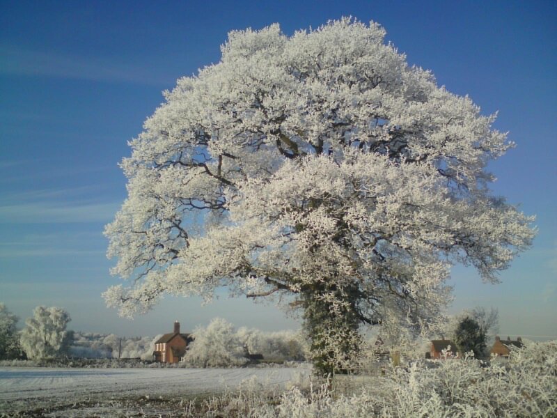 Frost-covered Tree — White, Serene, Winter, Photograph, House