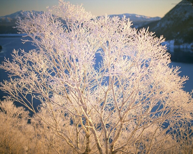 Frost-covered Tree — White, Serene, Winter, Photograph, Mountains