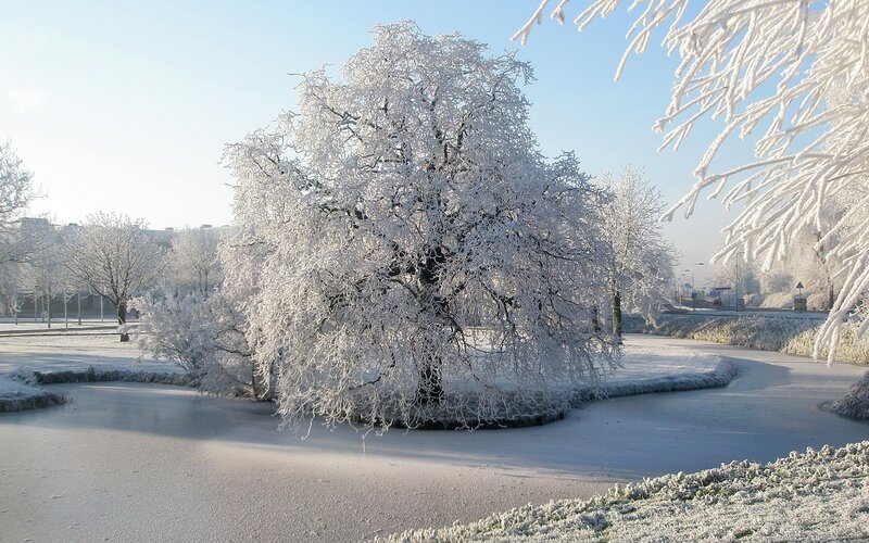 Frost-covered Tree — White, Serene, Winter, Photograph, Pond
