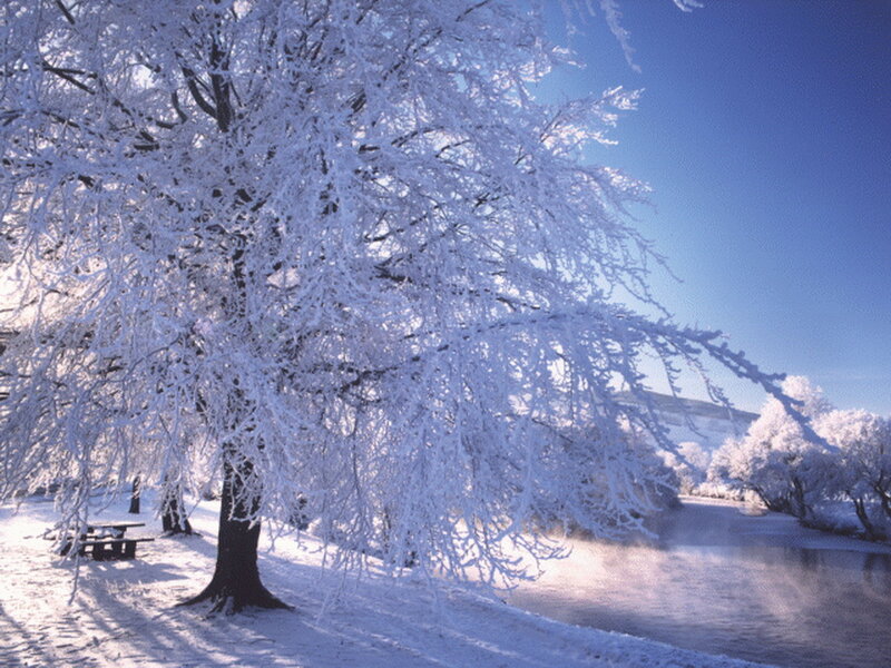 Frost-covered Tree — White, Serene, Winter, Photograph, River