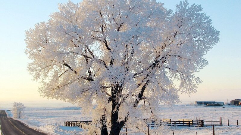 Frost-covered Tree — White, Serene, Winter, Photograph, Road