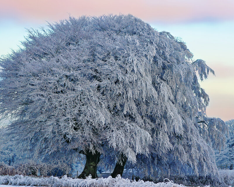 Frost-covered Tree — White, Serene, Winter, Photograph, Sky, Grass