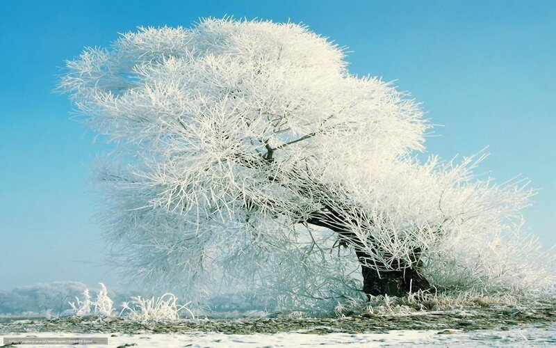 Frost-covered Tree — White, Serene, Winter, Photograph, Sky, Snow