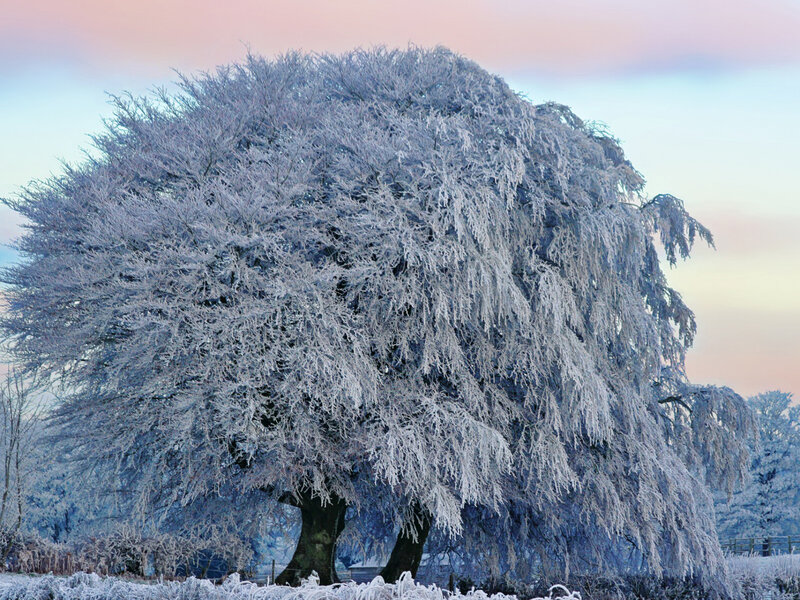 Frost-covered Tree — White, Serene, Winter, Photograph, Sky