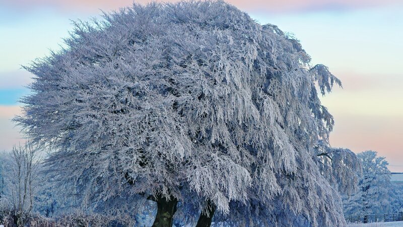 Frost-covered Tree — White, Serene, Winter, Photograph, Sky, Trees