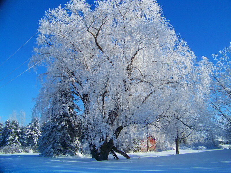 Frost-covered Tree — White, Serene, Winter, Photograph, Snow, Blue Sky
