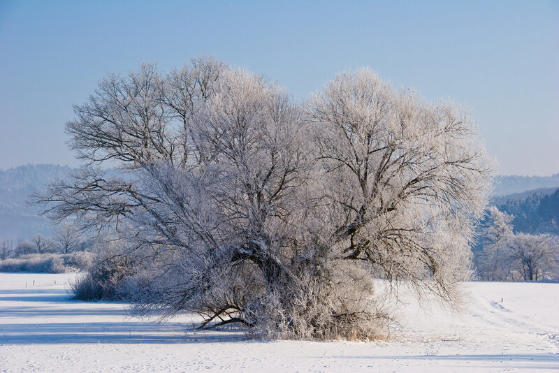 Frost-covered Tree — White, Serene, Winter, Photograph, Snow, Field