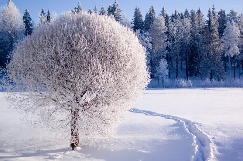 Frost-covered Tree — White, Serene, Winter, Photograph, Snow, Forest, Footprints